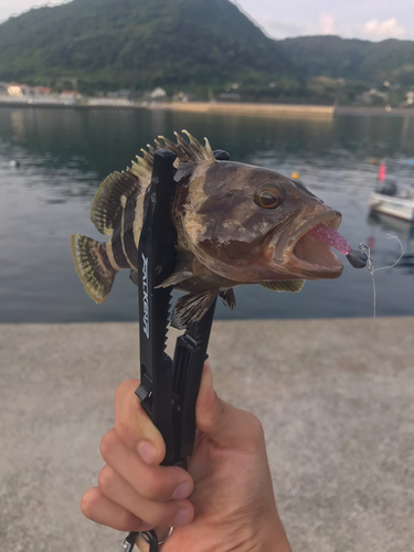 マハタの釣果