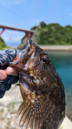 ムラソイの釣果