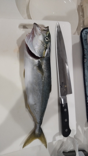 ヒラマサの釣果