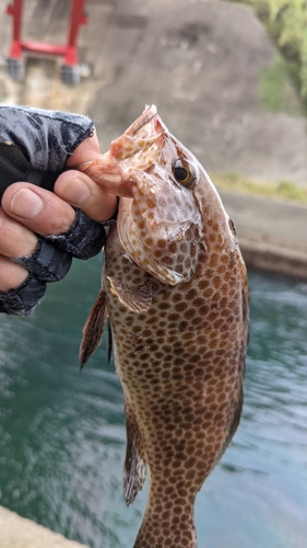 オオモンハタの釣果