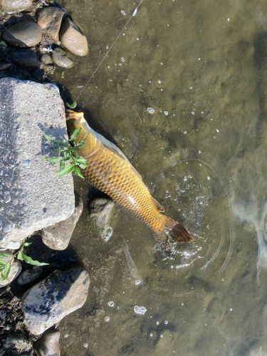 コイの釣果