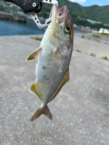 ショゴの釣果