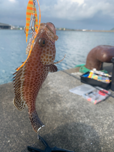 オオモンハタの釣果