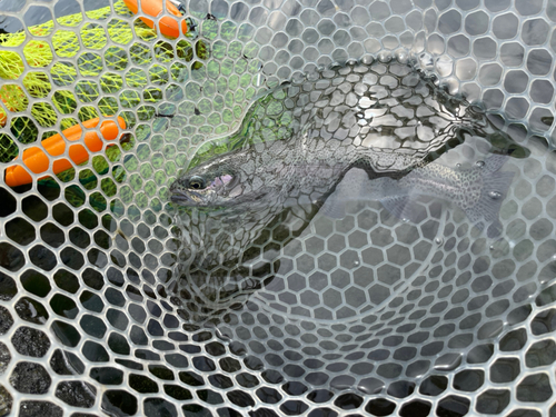 ニジマスの釣果