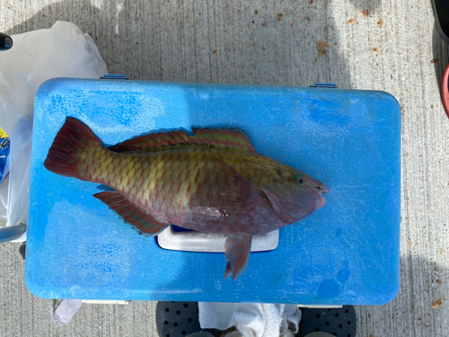 オビブダイの釣果