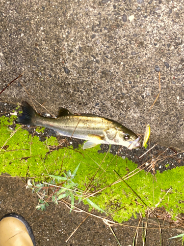 セイゴ（マルスズキ）の釣果