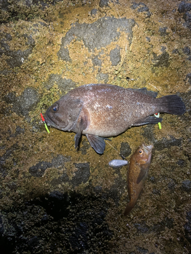 マゾイの釣果