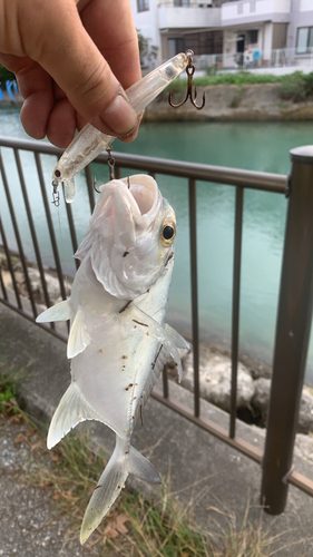 ガーラの釣果