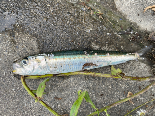 マイワシの釣果