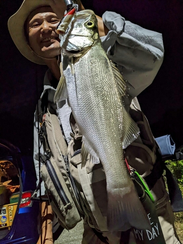 フッコ（ヒラスズキ）の釣果