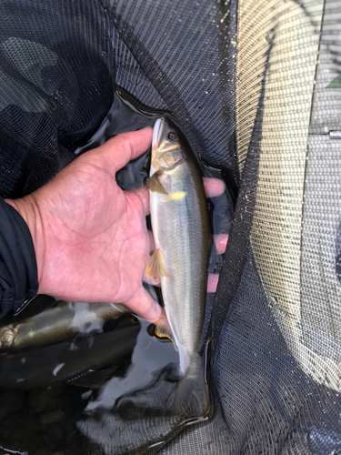 アユの釣果