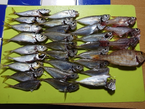 アジの釣果