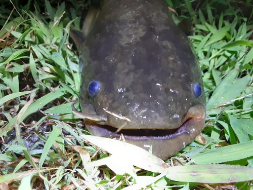 ナマズの釣果