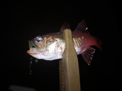 ネンブツダイの釣果