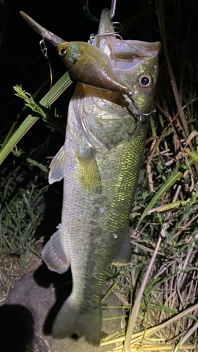 ブラックバスの釣果