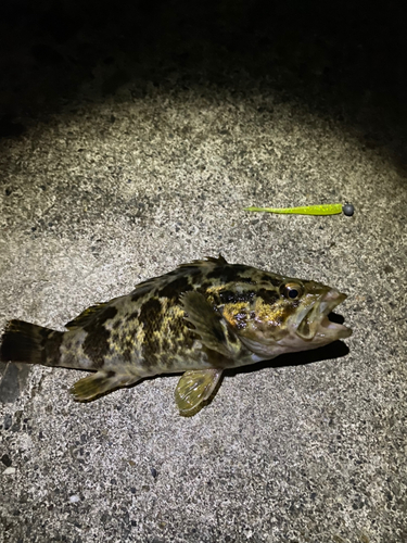 タケノコメバルの釣果