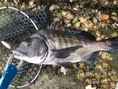 チヌの釣果