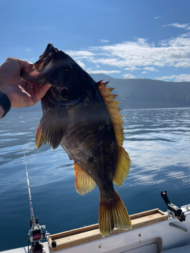 ソイの釣果