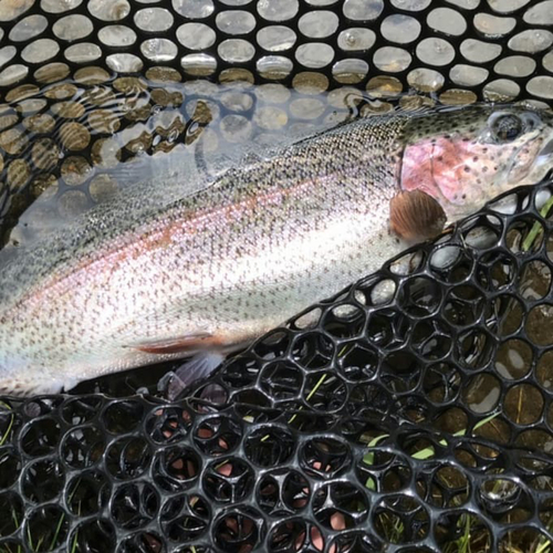 ニジマスの釣果