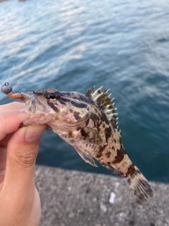 タケノコメバルの釣果