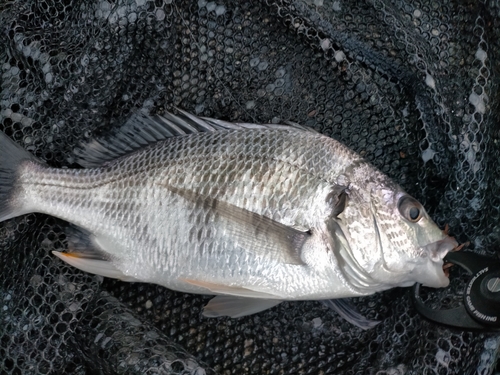 キビレの釣果