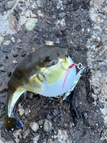 フグの釣果