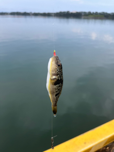 フグの釣果