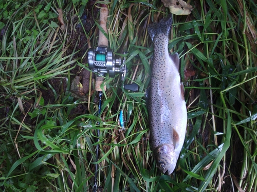 ニジマスの釣果