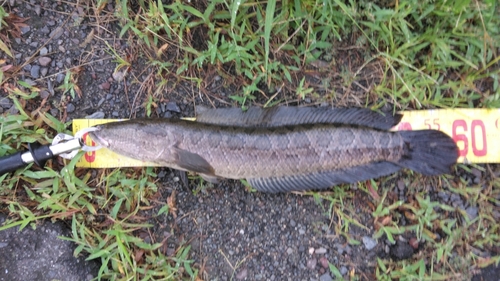 ライギョの釣果