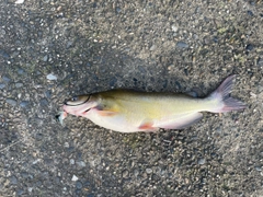 アメリカナマズの釣果