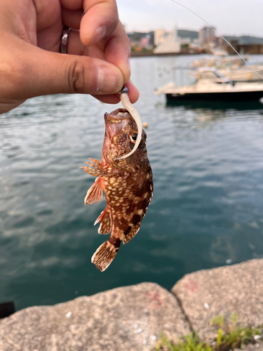 カサゴの釣果