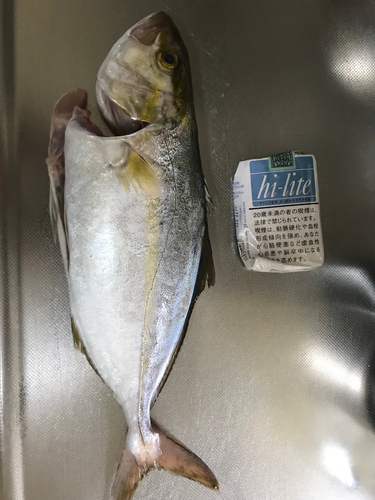 シオの釣果