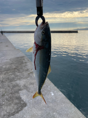 ワカシの釣果