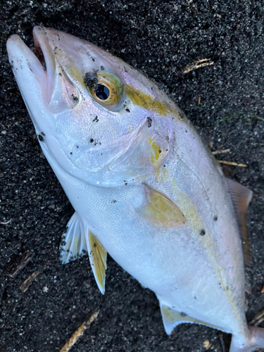 ショゴの釣果