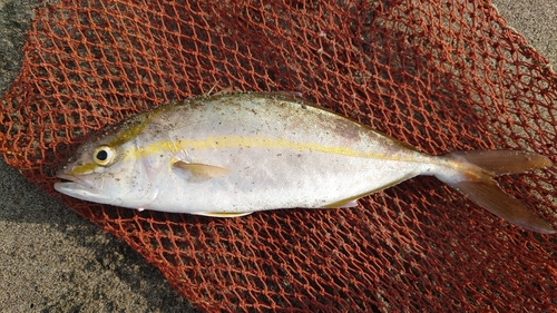 ショゴの釣果