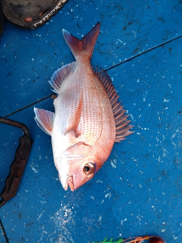 マダイの釣果