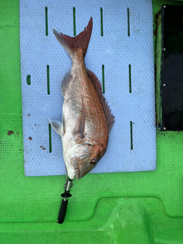 タイの釣果