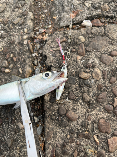 サバの釣果