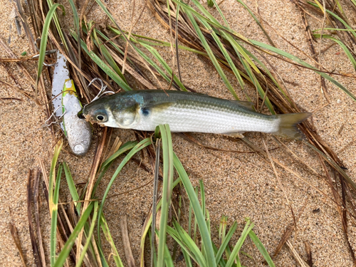 ボラの釣果