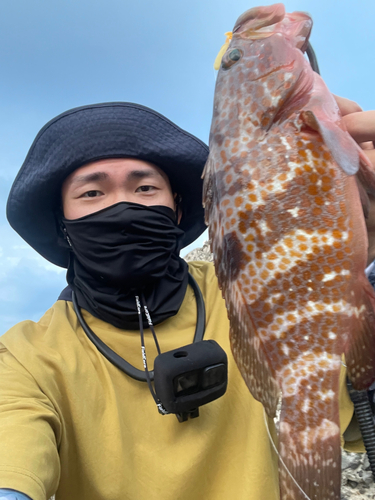 アコウの釣果