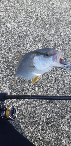 ショゴの釣果