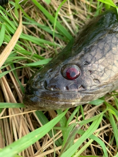 ライギョの釣果