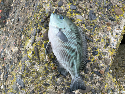 メジナの釣果