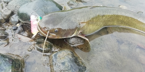 ナマズの釣果