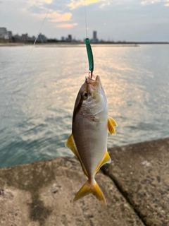 シオの釣果