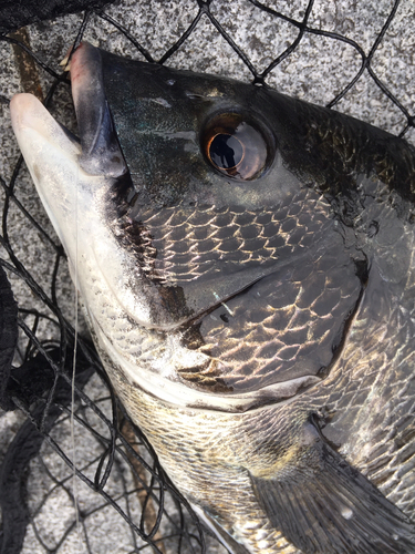 クロダイの釣果