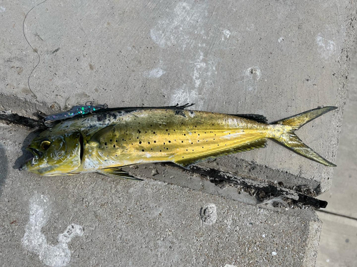 シイラの釣果