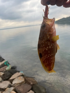 アカハタの釣果