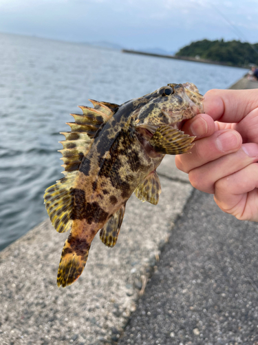 タケノコメバルの釣果