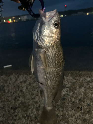 イシモチの釣果